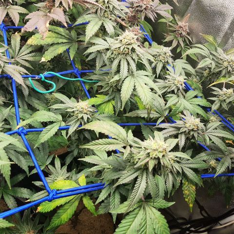 Unicorn Rainbows growlog timeline photo