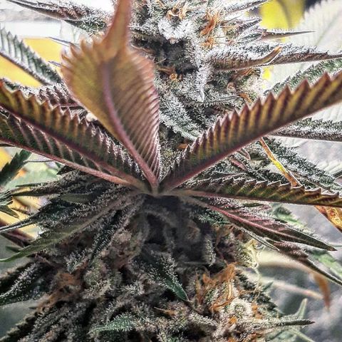 Star Buttah growlog timeline photo