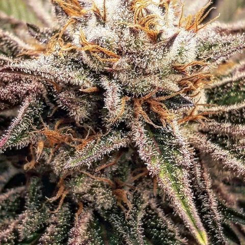 Star Buttah growlog timeline photo