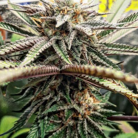 Star Buttah growlog timeline photo