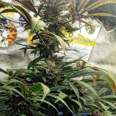 Star Buttah growlog timeline photo
