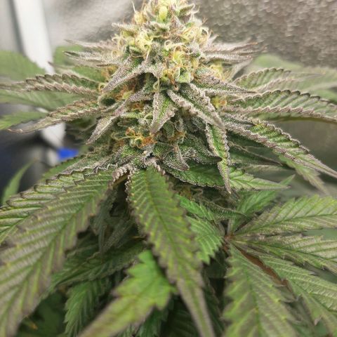 Unicorn Gelatin growlog timeline photo