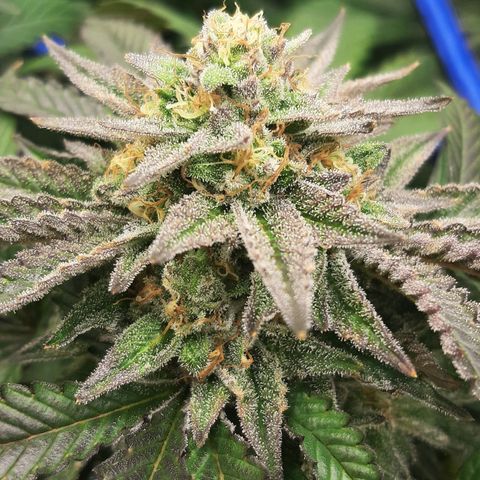 Unicorn Gelatin growlog timeline photo