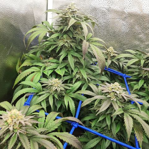 Unicorn Gelatin growlog timeline photo