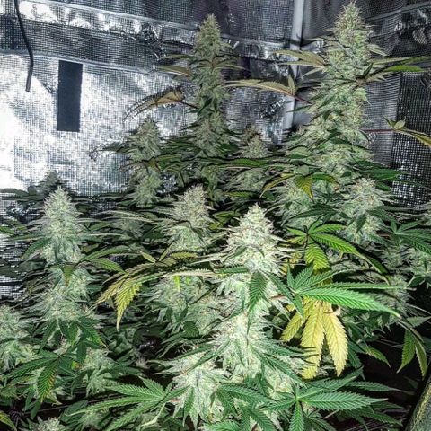 Double Burnout growlog timeline photo