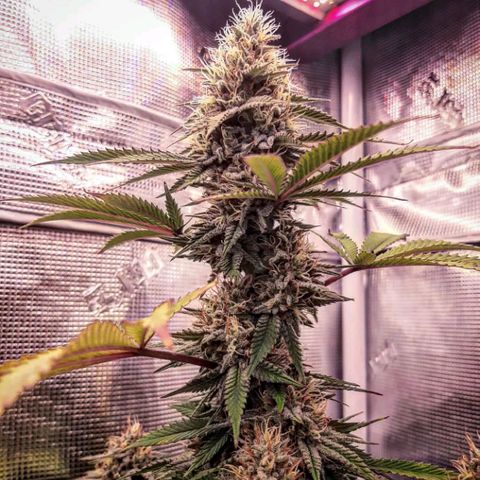 Double Burnout growlog timeline photo