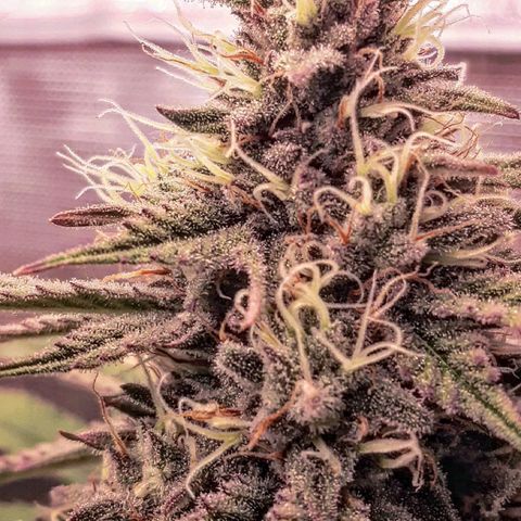 Double Burnout growlog timeline photo