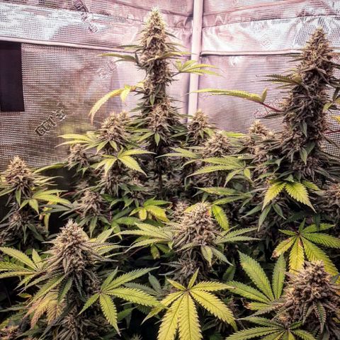 Double Burnout growlog timeline photo