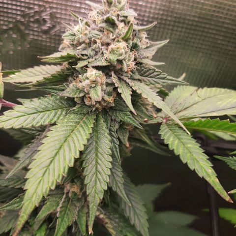 Pugs breath (bwcc cut) growlog timeline photo