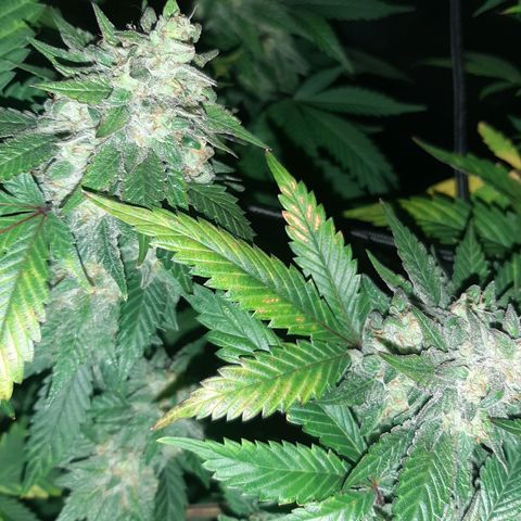 Pugs breath (bwcc cut) growlog timeline photo
