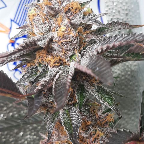 Orange an Berriez growlog timeline photo