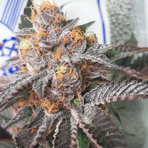 Orange an Berriez growlog timeline photo