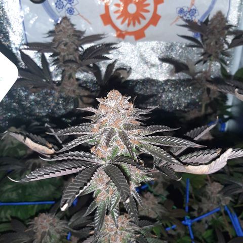 Orange an Berriez growlog timeline photo