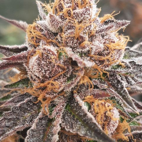 Orange an Berriez growlog timeline photo