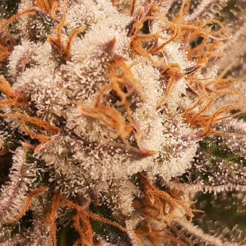 Star Buttah growlog timeline photo