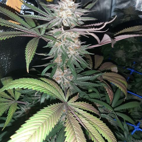 Star Buttah growlog timeline photo
