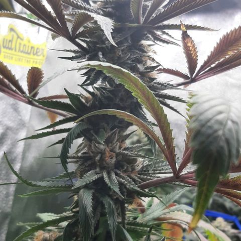 Star Buttah growlog timeline photo