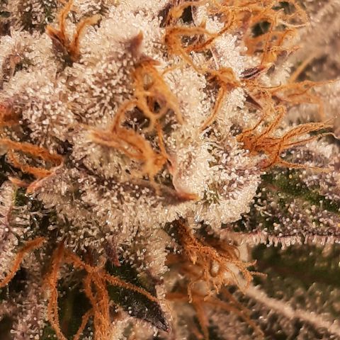 Star Buttah growlog timeline photo