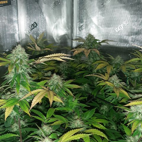 Killer Bees (bwcc cut) growlog timeline photo