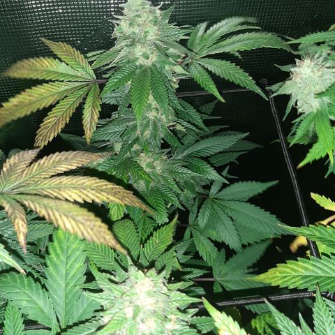 Killer Bees (bwcc cut) growlog timeline photo