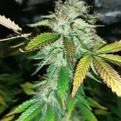 Killer Bees (bwcc cut) growlog timeline photo