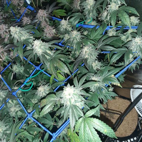 Unicorn Rainbows growlog timeline photo