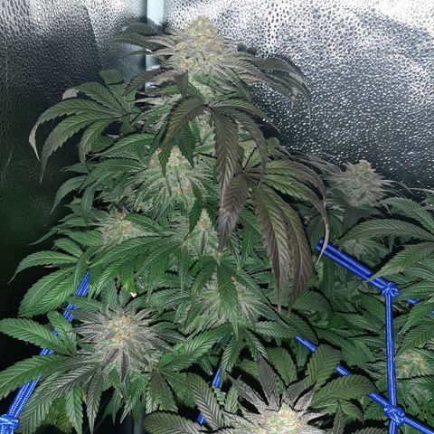 Unicorn Gelatin growlog timeline photo