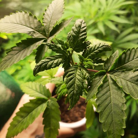Pupil King growlog timeline photo