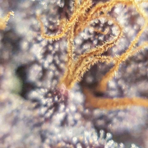 Orange an Berriez growlog timeline photo