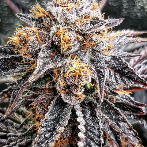 Orange an Berriez growlog timeline photo
