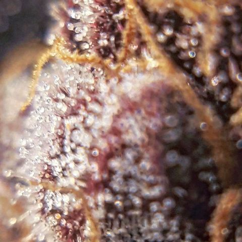Orange an Berriez growlog timeline photo
