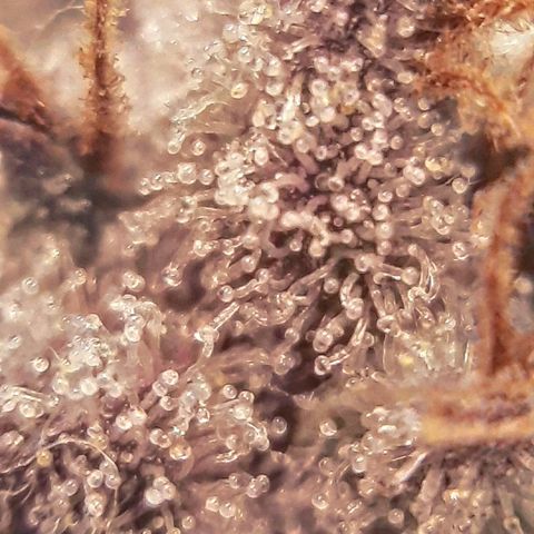 Orange an Berriez growlog timeline photo