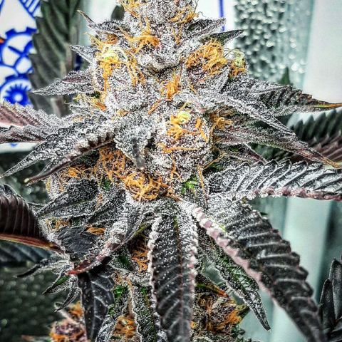 Orange an Berriez growlog timeline photo