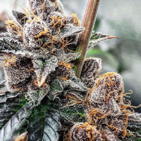 Orange an Berriez growlog timeline photo