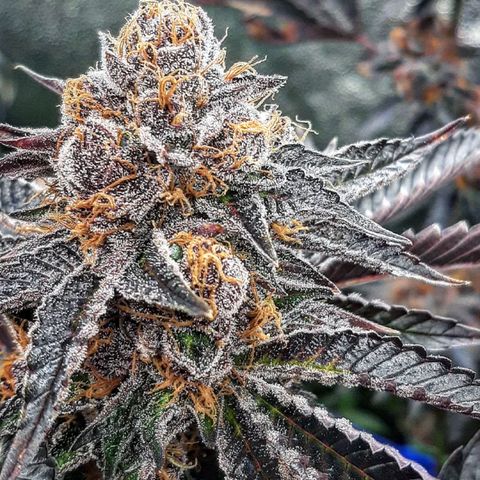 Orange an Berriez growlog timeline photo