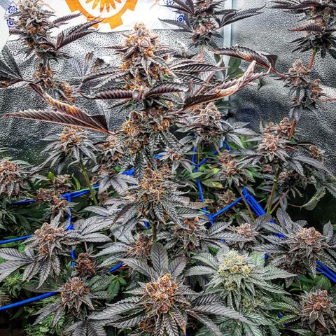 Orange an Berriez growlog timeline photo
