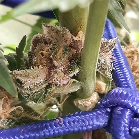 Star Buttah growlog timeline photo