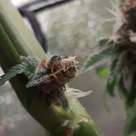 Star Buttah growlog timeline photo