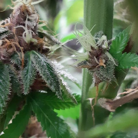 Star Buttah growlog timeline photo