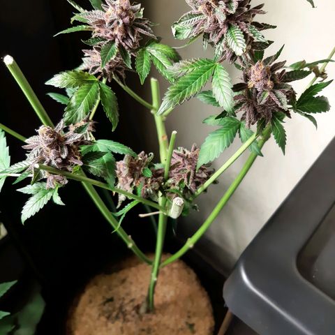 Orange an Berriez growlog timeline photo