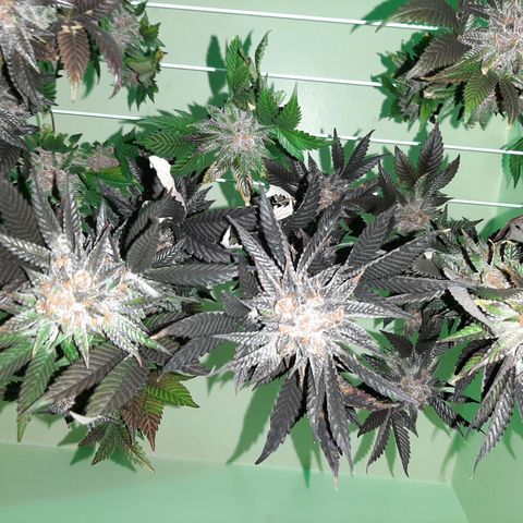 Orange an Berriez growlog timeline photo