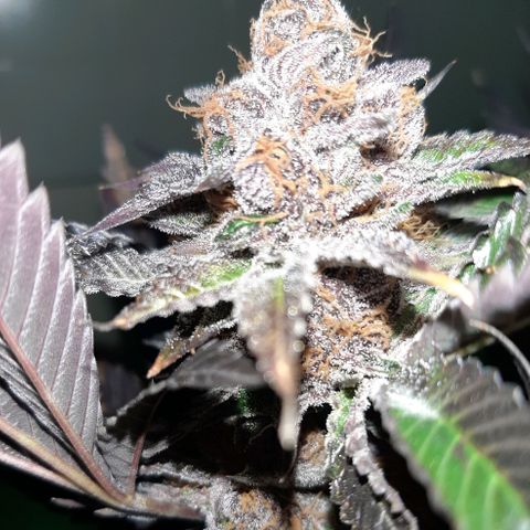 Orange an Berriez growlog timeline photo