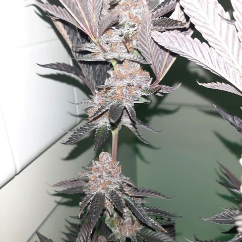 Orange an Berriez growlog timeline photo