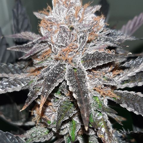 Orange an Berriez growlog timeline photo