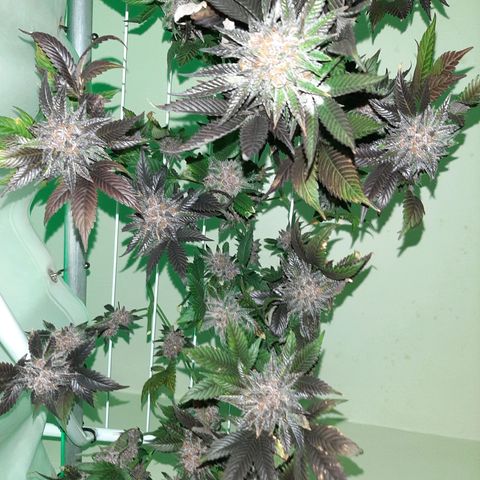 Orange an Berriez growlog timeline photo