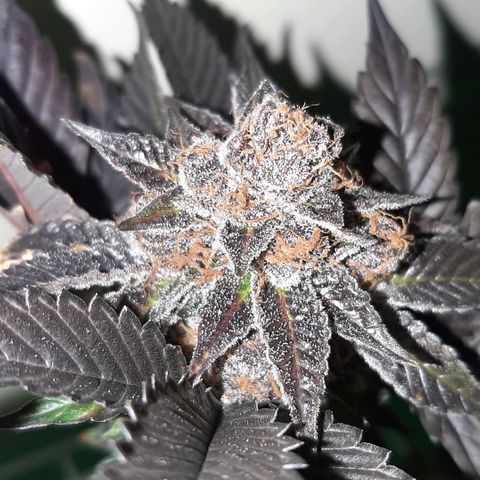 Orange an Berriez growlog timeline photo