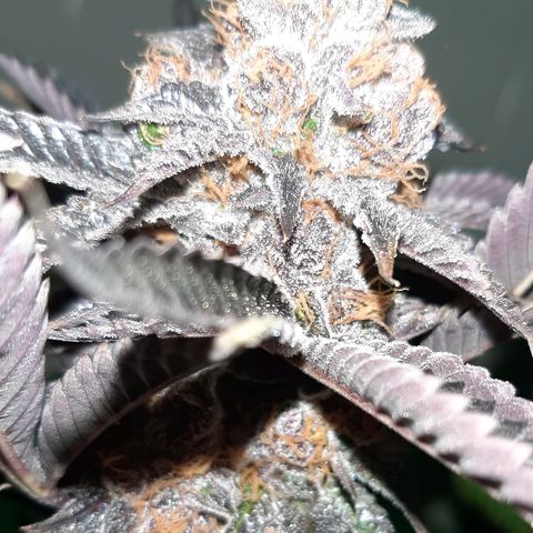 Orange an Berriez growlog timeline photo