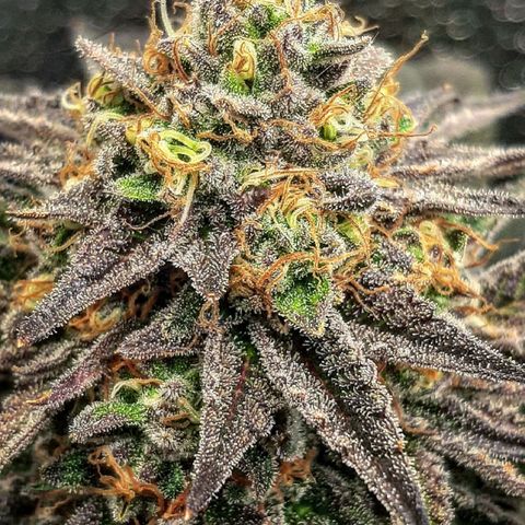Unicorn Gelatin growlog timeline photo