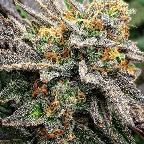 Unicorn Gelatin growlog timeline photo