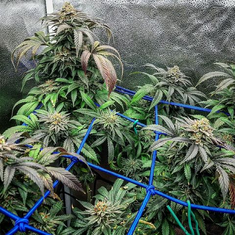 Unicorn Gelatin growlog timeline photo